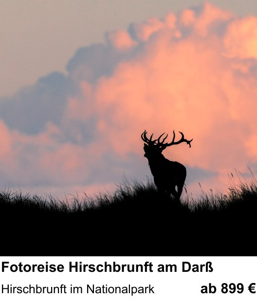 Abwechslungsreicher Foto-Workshop: Fotoreise Hirschbrunft am Darß – Hirschbrunft im Nationalpark