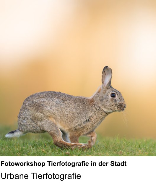 Fotoworkshop Tierfotografie in der Stadt als Fotoworkshop in Frankfurt