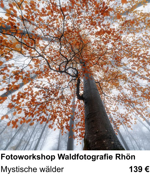 Abwechslungsreicher Foto-Workshop: Fotoworkshop Waldfotografie Rhön – Mystische wälder