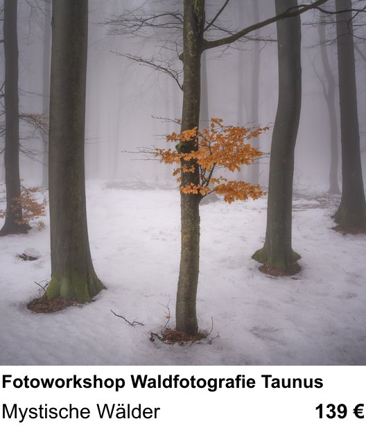Abwechslungsreicher Foto-Workshop: Fotoworkshop Waldfotografie Taunus – Mystische Wälder