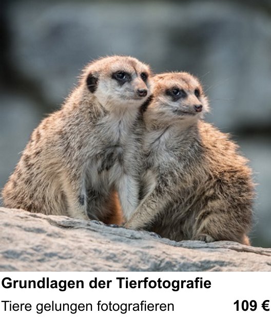 Grundlagen der Tierfotografie als Fotoworkshop in Frankfurt