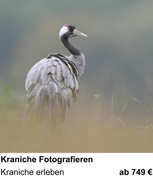 Abwechslungsreicher Foto-Workshop: Kraniche Fotografieren – Kraniche erleben