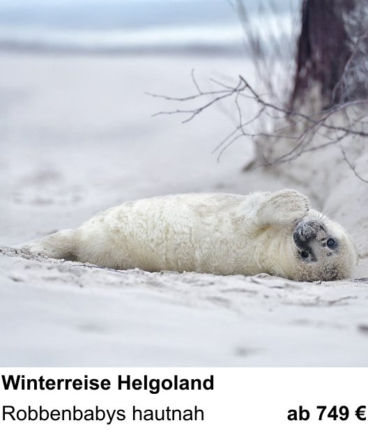 Abwechslungsreicher Foto-Workshop: Robbenbabys im Helgoländer Winter – Robbenbabys hautnah