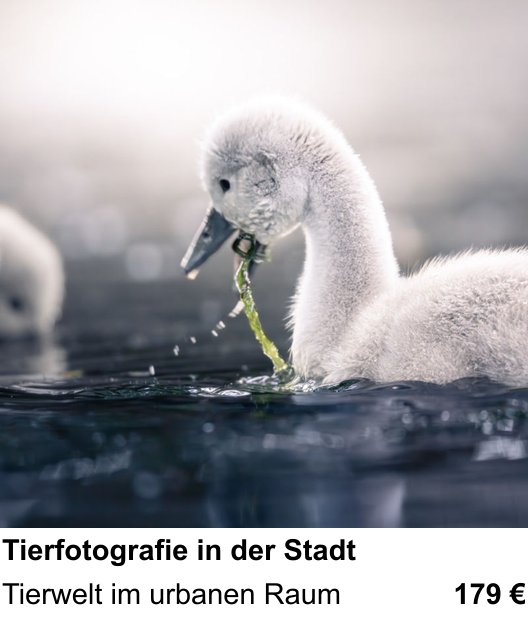 Tierfotografie in der Stadt als Fotoworkshop in Frankfurt