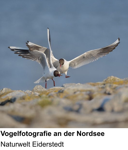Abwechslungsreicher Foto-Workshop: Küstenvögel und Landschaft an der Nordsee – Naturwelt Eiderstedt