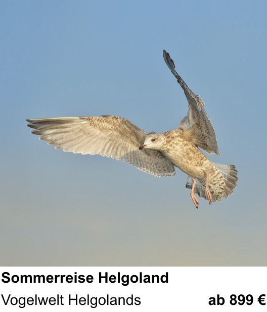 Abwechslungsreicher Foto-Workshop: Naturfotografie auf der Hochseeinsel – Vogelwelt Helgolands