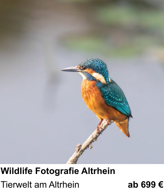 Abwechslungsreicher Foto-Workshop: Wildlife Fotografie Altrhein – Tierwelt am Altrhein
