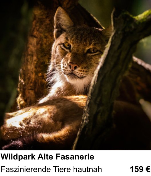 Abwechslungsreicher Foto-Workshop: Wildpark Alte Fasanerie – Faszinierende Tiere hautnah